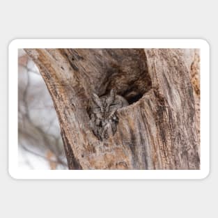 Eastern Screech Owl Sticker